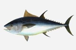 tuna fish