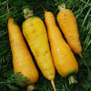 Fresh Yellow Carrot