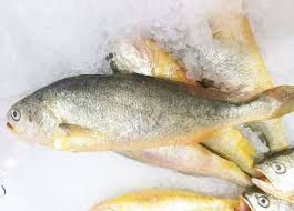 Frozen Yellow Croaker Fish