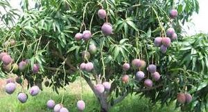 Black Mango Plants