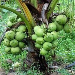 Coconut Plants - Get Latest Price & Mandi rates from Dealers & Traders ...