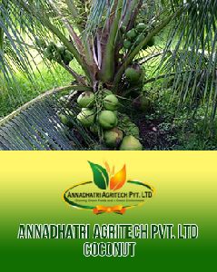 Keralan Coconut Plants