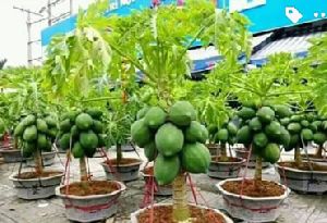 Thai Papaya Plants
