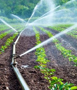 Netafim Drip Irrigation System