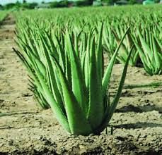 Aloe Vera Leaf