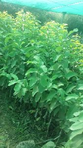 safeda Guava plant