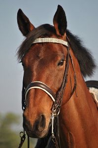 English Bridle Reins