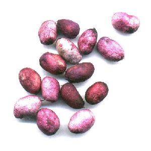 Jamun Seeds (Syzygium cumini )