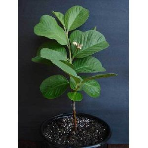 Seedless Guava Plant