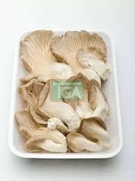 Dry Oyester Mushroom