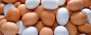 Desi White Egg
