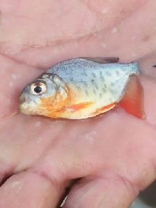 Red Rup Chanda Fish