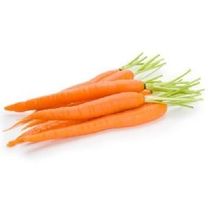 Fresh Carrot