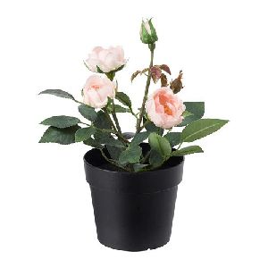 pink rose plant