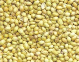 Green Whole Coriander Seeds