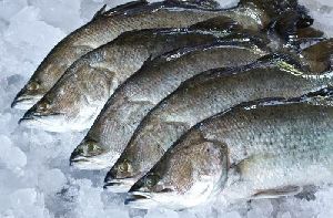 Sea Bass Fish, Packaging Type : Plastic Bags