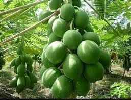 papaya plants