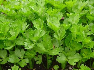 Celery Herb Essential Oil