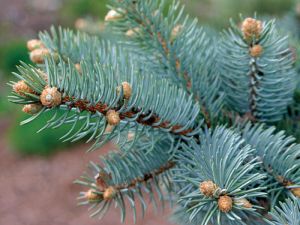 Spruce Oil