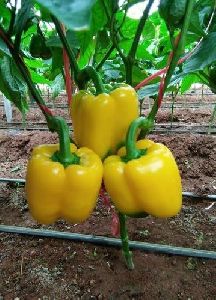 Fresh Yellow Capsicum