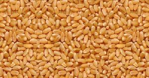 Daivik Certified Organic Lokwan Wheat