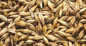 barley seeds
