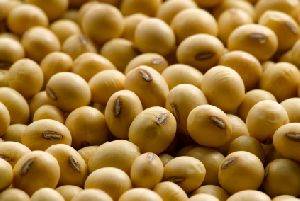 High Quality Non GMO And GMO Soybean Seeds