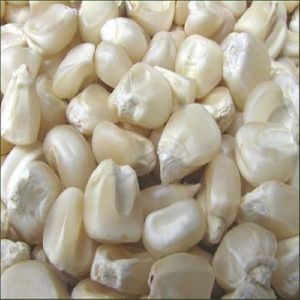 High Quality Organic White Corn