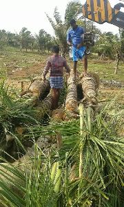 cocos nuciferra(coconut palms)