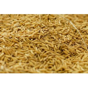 rice bran oil