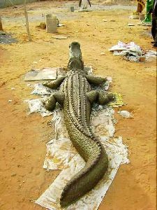 Cement Crocodile Statue