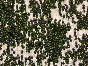 Green Pepper Seeds