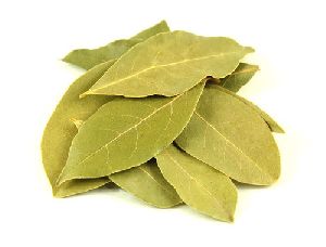 Dry Bay Leaves