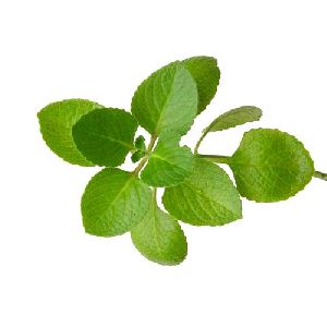 Green Oregano Herb