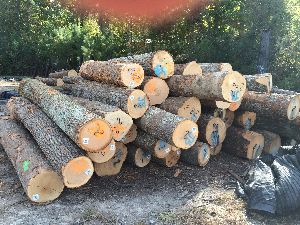 Red Oak Saw Logs