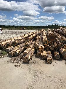 Southern Yellow Pine Saw Logs