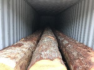 SYP (Southern Yellow Pine) Logs