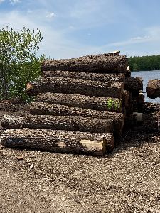 Walnut Saw Logs