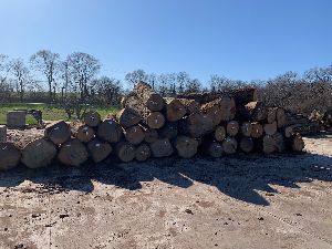 White Oak Veneer and Saw Logs