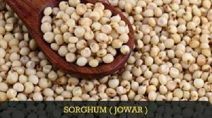 Sorghum Seeds
