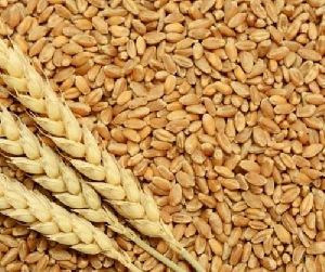 Sortex Wheat Seeds