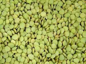 Green Lentils