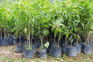 mango plants