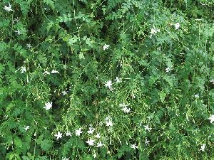 Jasmine Grandiflorum Absolute