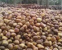 Fresh Pollachi Coconut