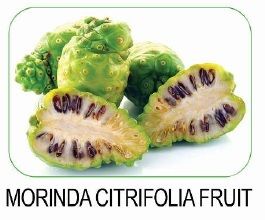 Morinda Citrifolia fruit