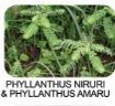 phyllanthus niruri
