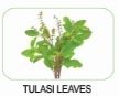 Tulsi Leaves