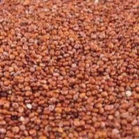 Red Quinoa Seeds