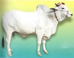 Ongole Bull Semen